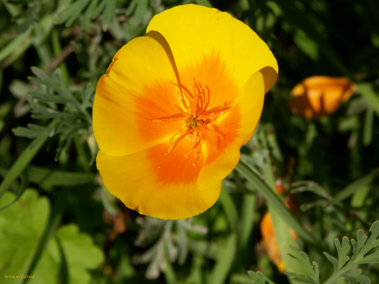 h ile de vancouver 39