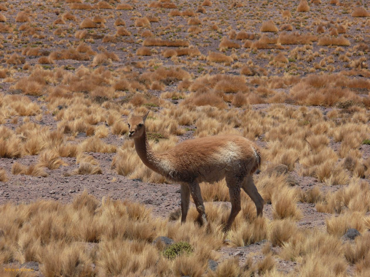 Chili Atacama San Pedro La Laguna Miscanti  102