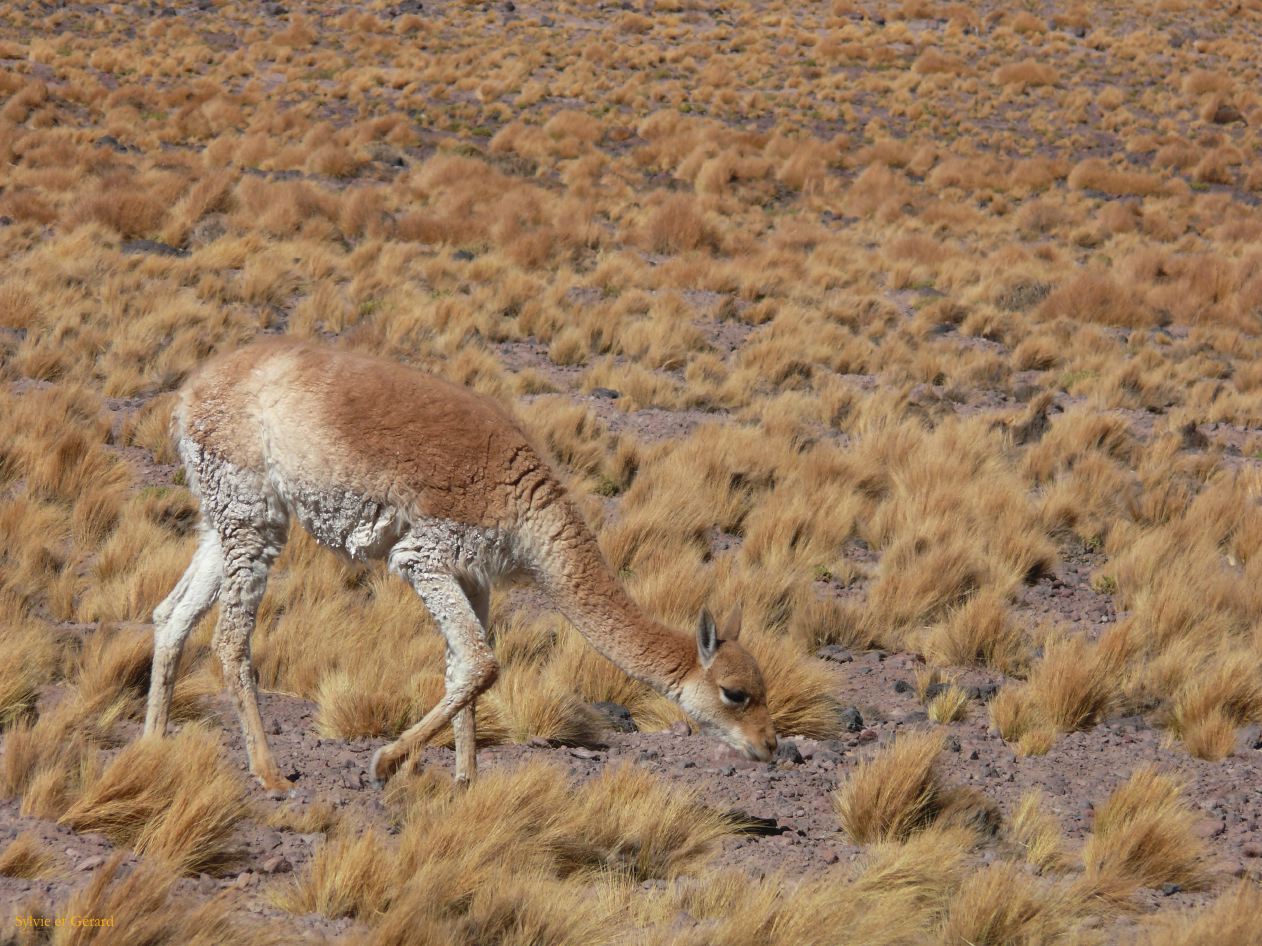 Chili Atacama San Pedro La Laguna Miscanti  106