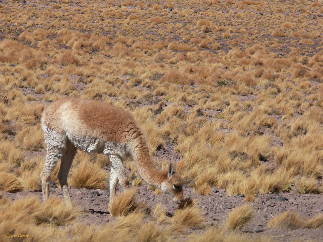 Chili Atacama San Pedro La Laguna Miscanti  107