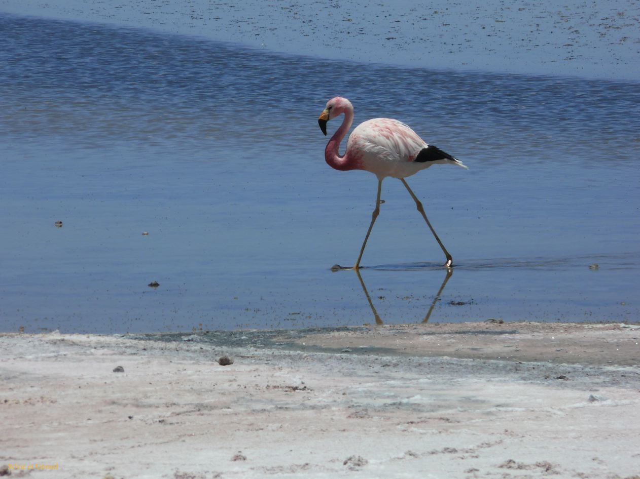 Chili Atacama San Pedro Laguna Chaxa Reserve Nationale les Flamants  100