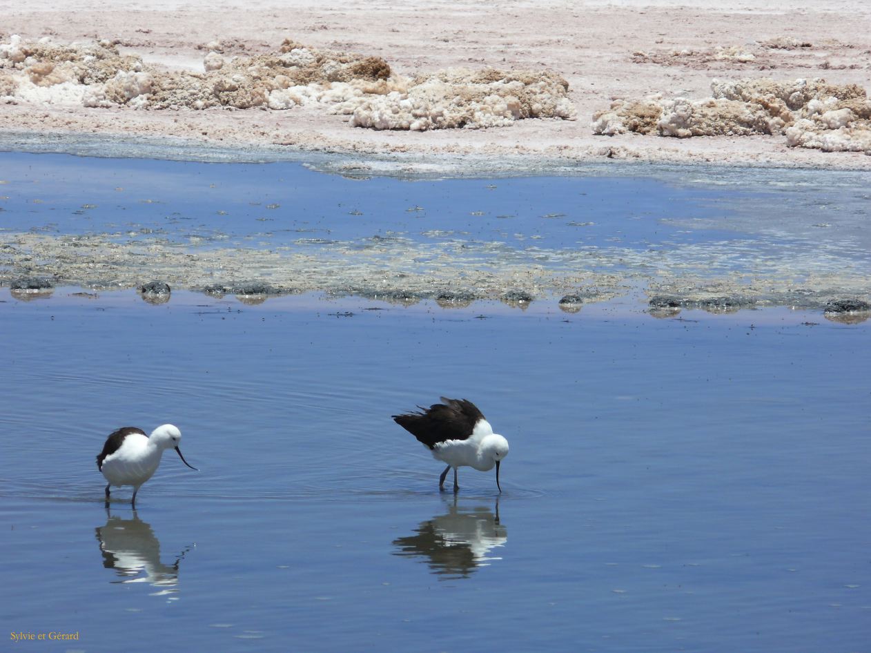 Chili Atacama San Pedro Laguna Chaxa Reserve Nationale les Flamants  101