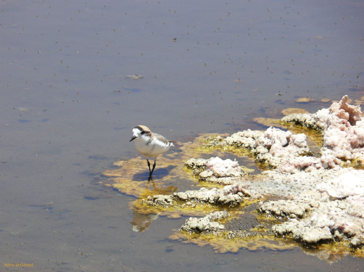 Chili Atacama San Pedro Laguna Chaxa Reserve Nationale les Flamants  104