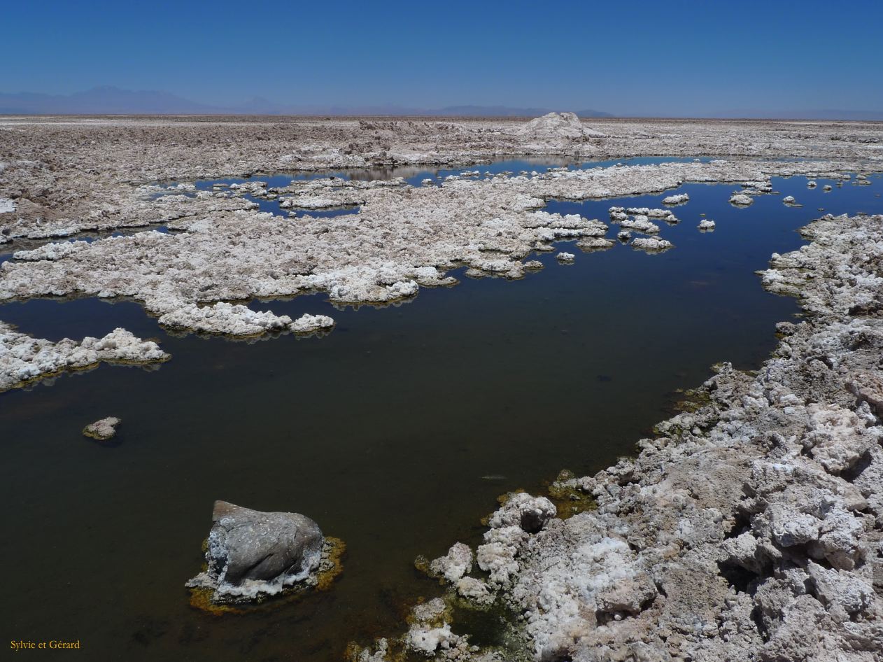 Chili Atacama San Pedro Laguna Chaxa Reserve Nationale les Flamants  105