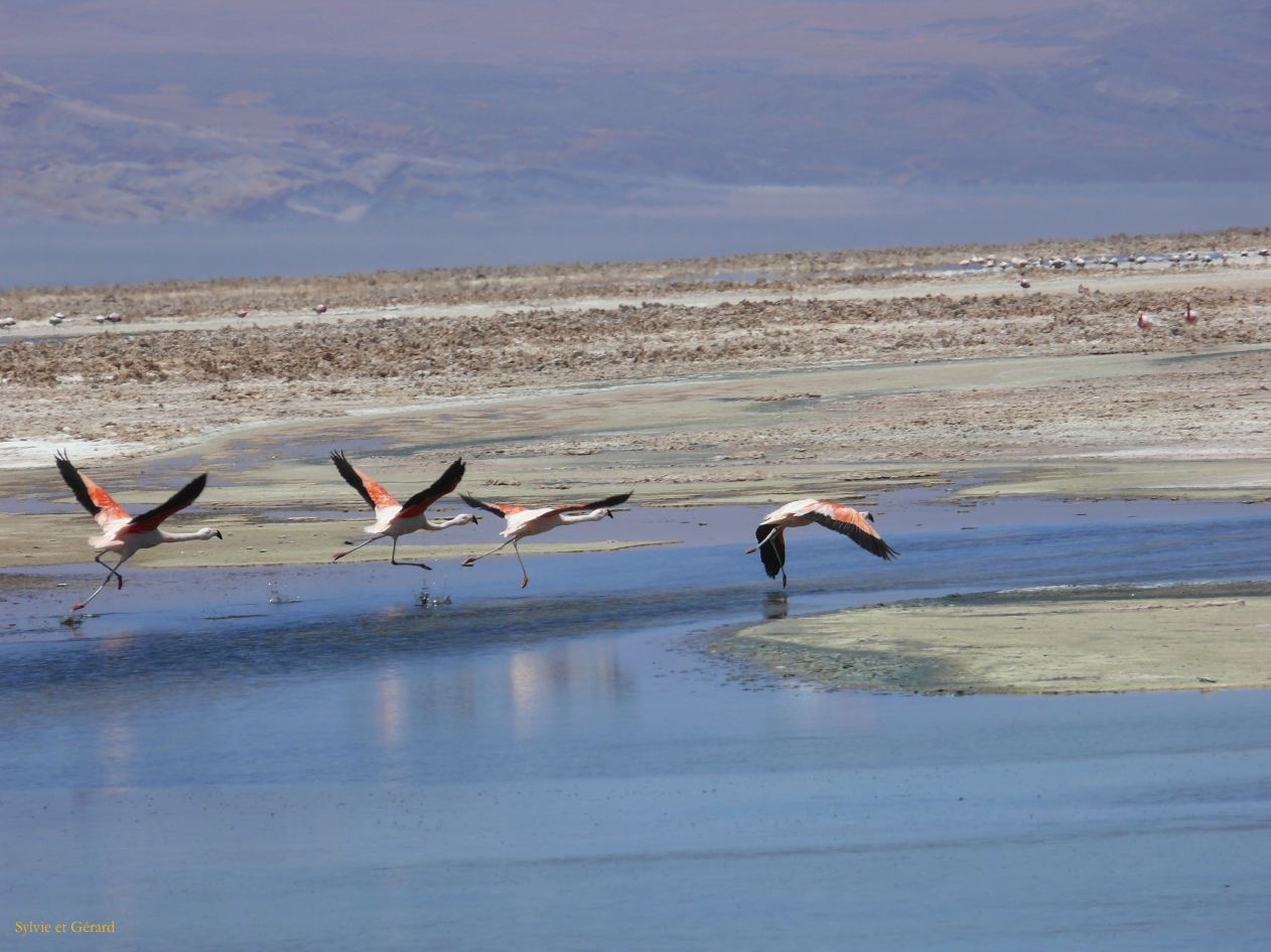 Chili Atacama San Pedro Laguna Chaxa Reserve Nationale les Flamants  108