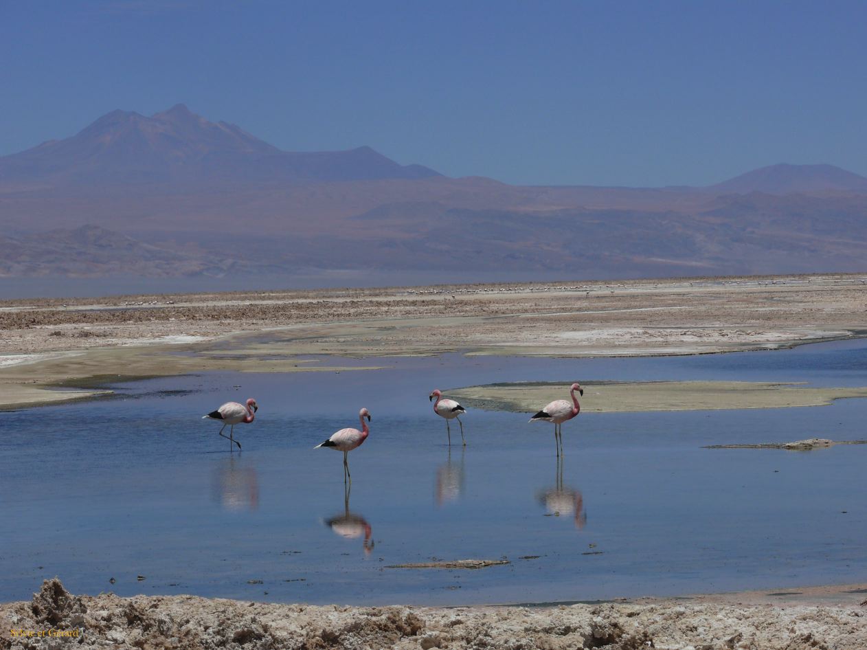 Chili Atacama San Pedro Laguna Chaxa Reserve Nationale les Flamants  109