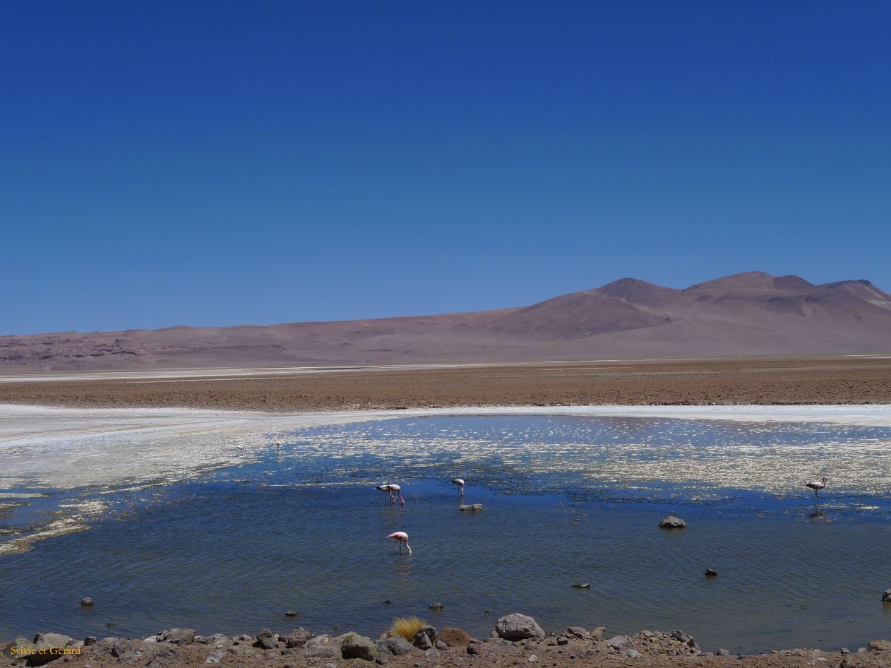 Chili Atacama San Pedro vers la frontière argentine Salar de Quisquero  114