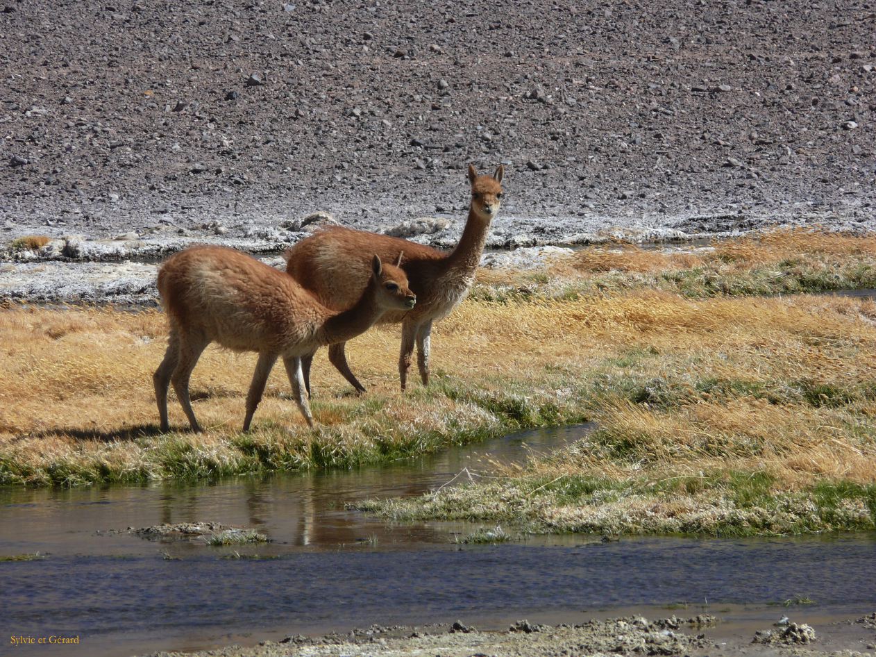 Chili Atacama San Pedro vers la frontière argentine Salar de Quisquero  116