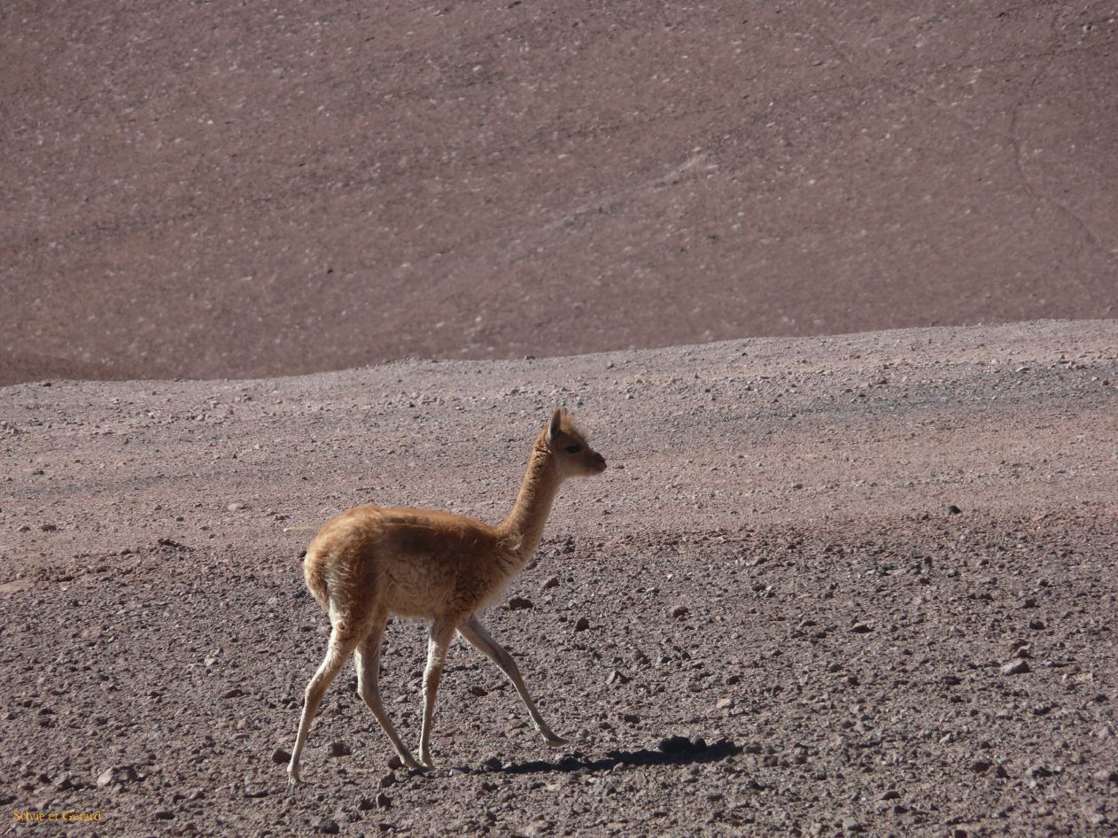 Chili Atacama San Pedro vers la frontière argentine vigognes  117