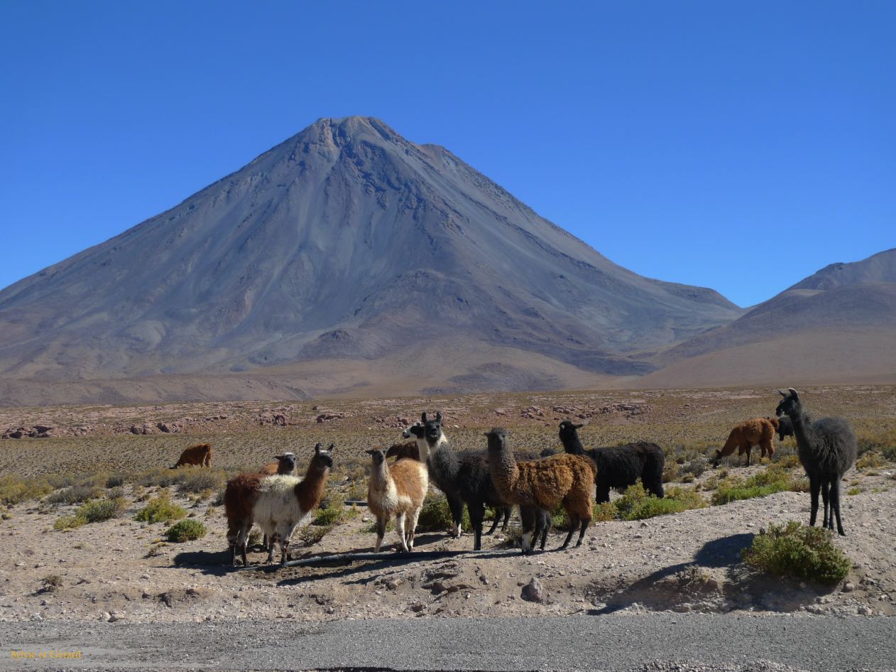 Chili Atacama San Pedro Volcan Licacabur  100
