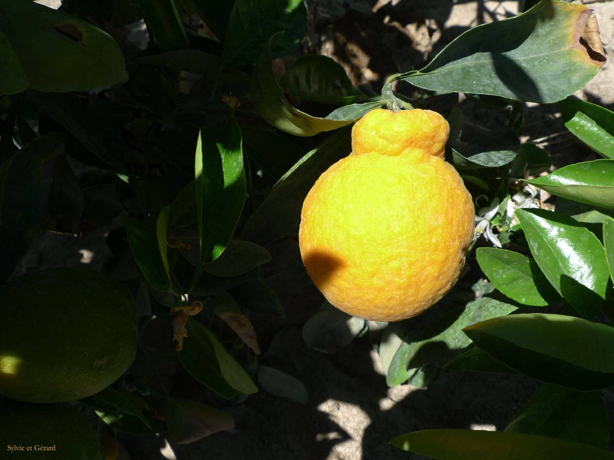 Chili Iquique Village de Pica  100