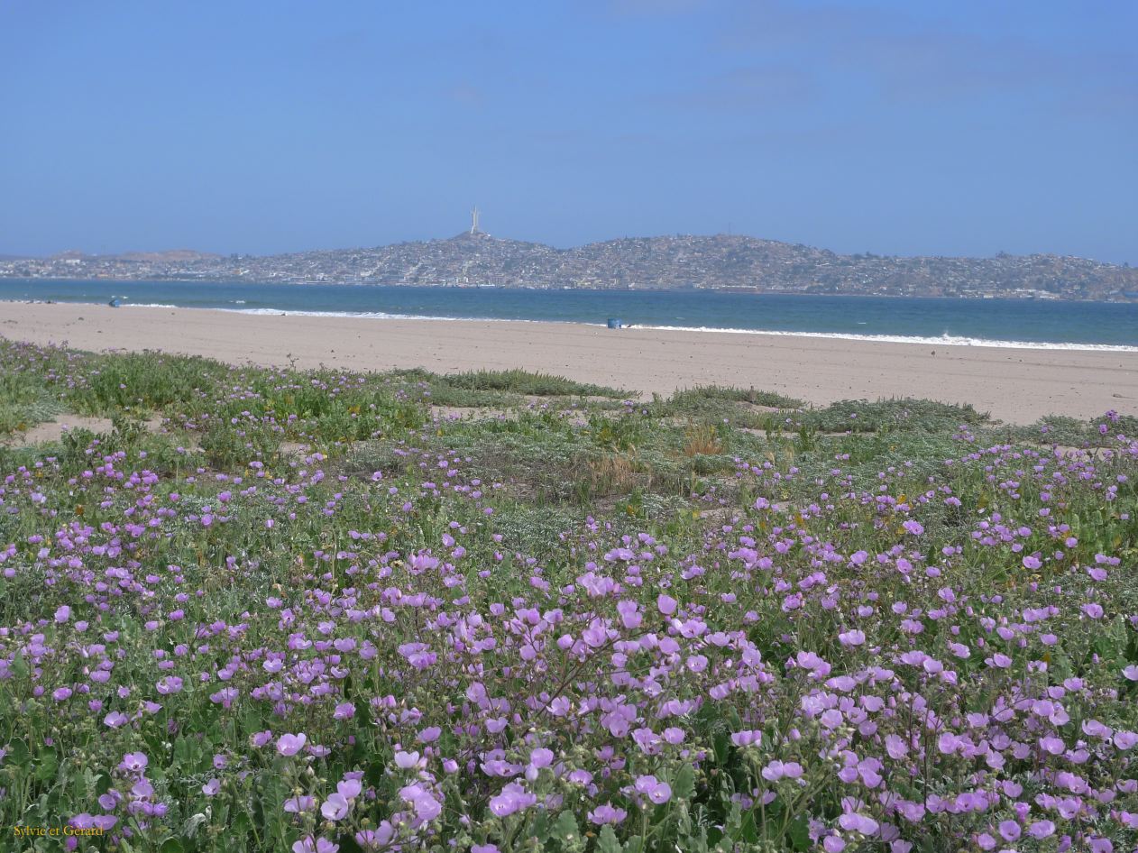 Chili La Serena  003