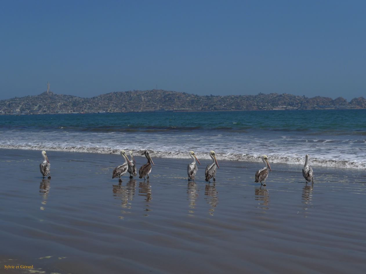 Chili La Serena Coquimbo  001