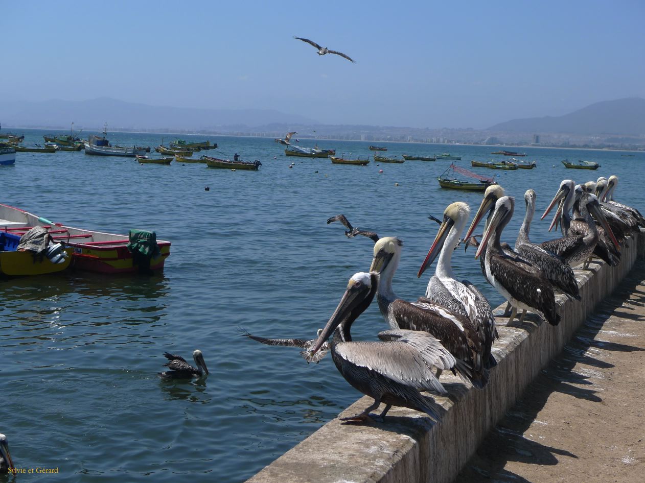 Chili La Serena Coquimbo  002