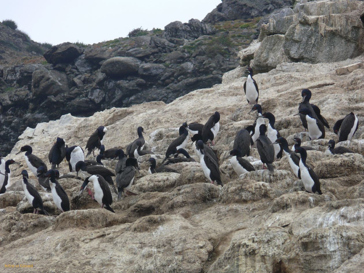 Chili La Serena Réserve Nationale de Humbolt cormorans royaux  003