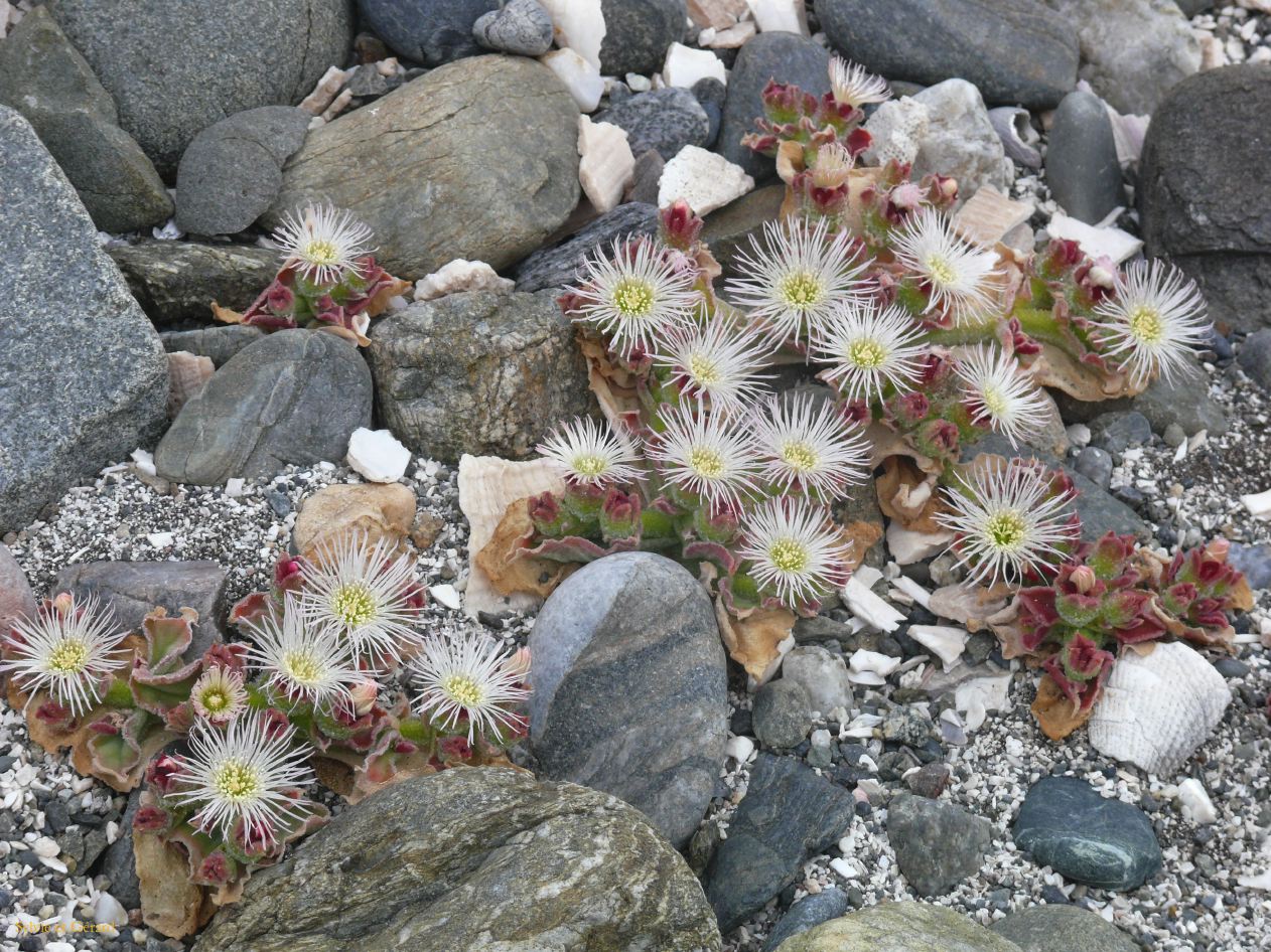 Chili La Serena Réserve Nationale de Humbolt Isla Damas  001