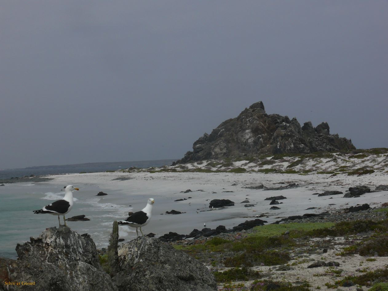 Chili La Serena Réserve Nationale de Humbolt Isla Damas  005