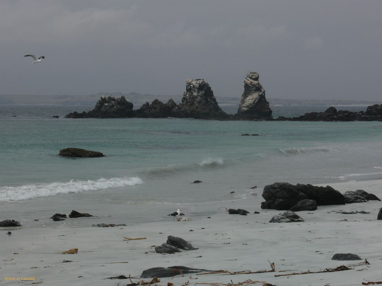 Chili La Serena Réserve Nationale de Humbolt Isla Damas  006