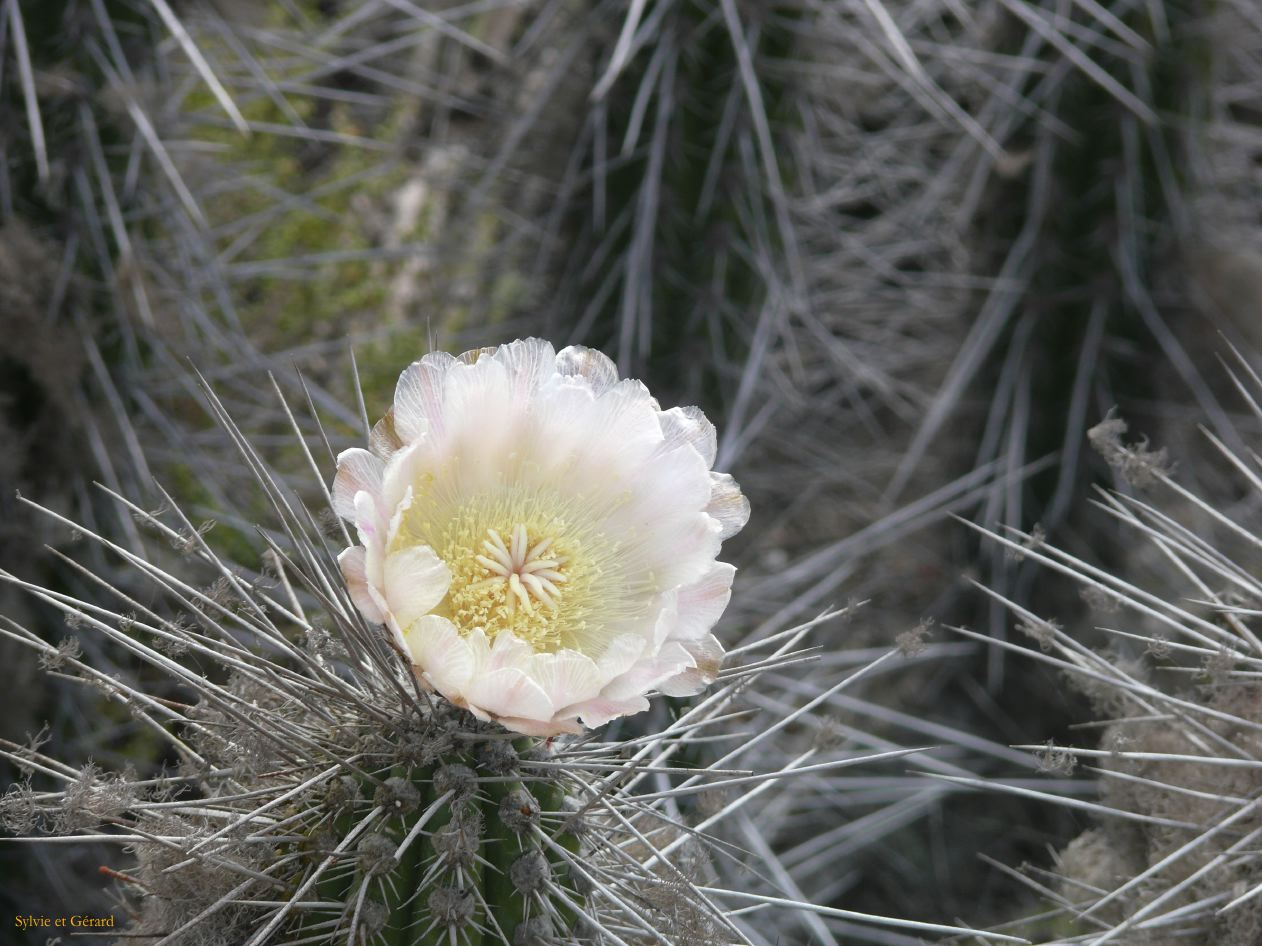 Chili La Serena Réserve Nationale de Humbolt Isla Damas  008