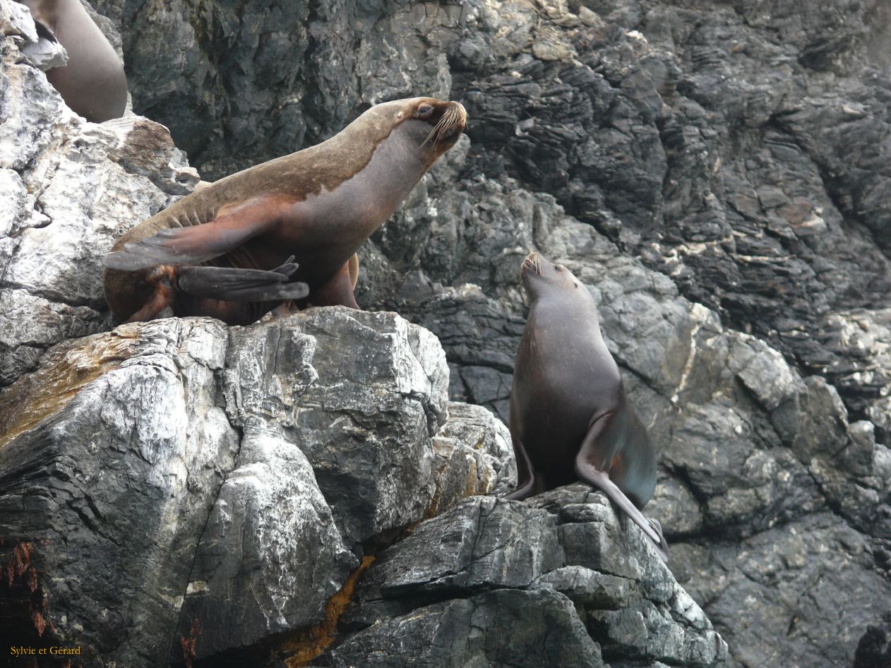 Chili La Serena Réserve Nationale de Humbolt lions des mers  003