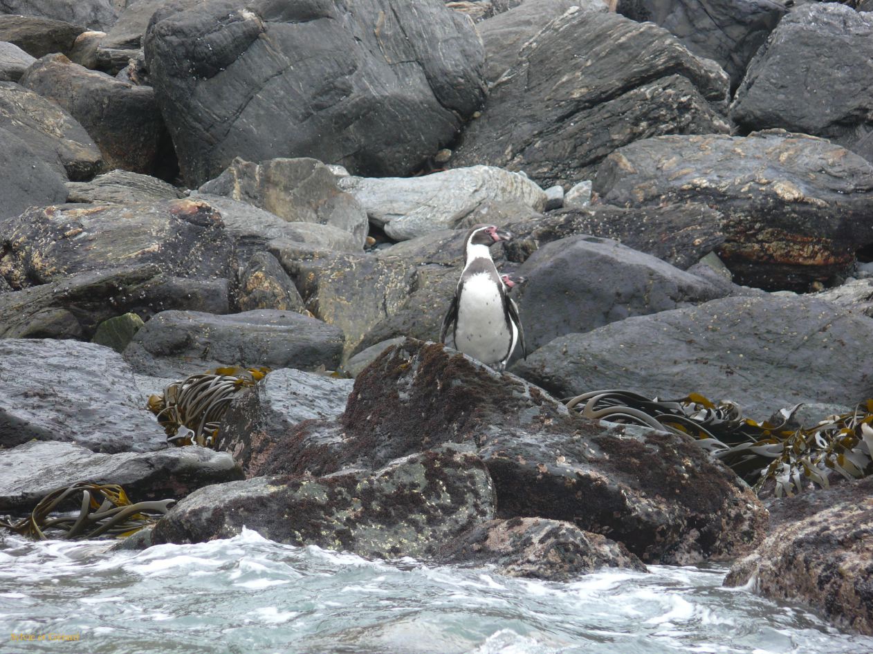 Chili La Serena Réserve Nationale de Humbolt manchots de Humbolt  001
