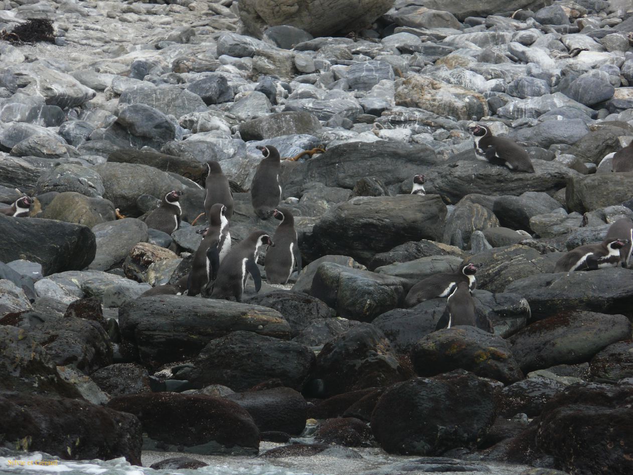 Chili La Serena Réserve Nationale de Humbolt manchots de Humbolt  002