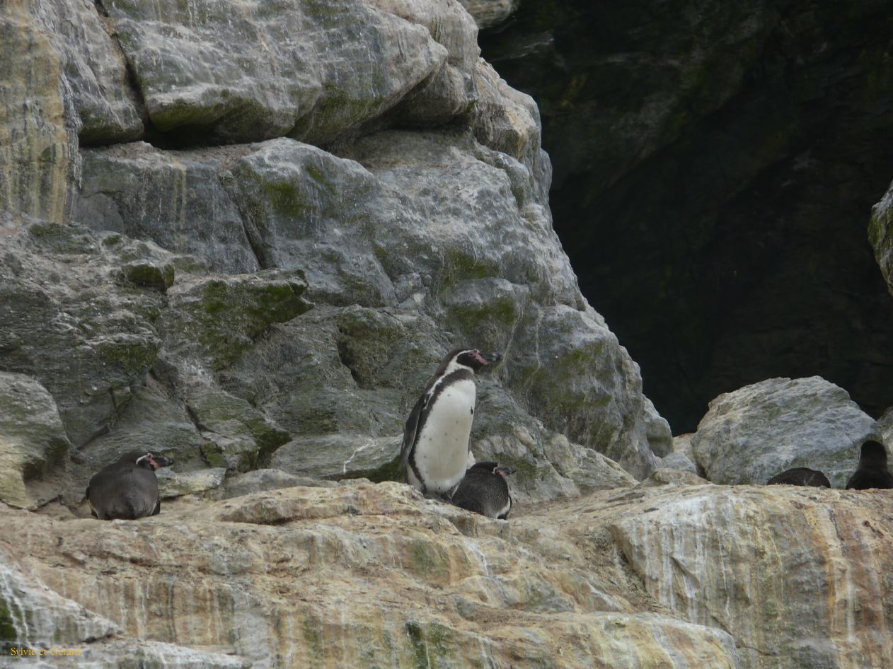 Chili La Serena Réserve Nationale de Humbolt manchots de Humbolt  003