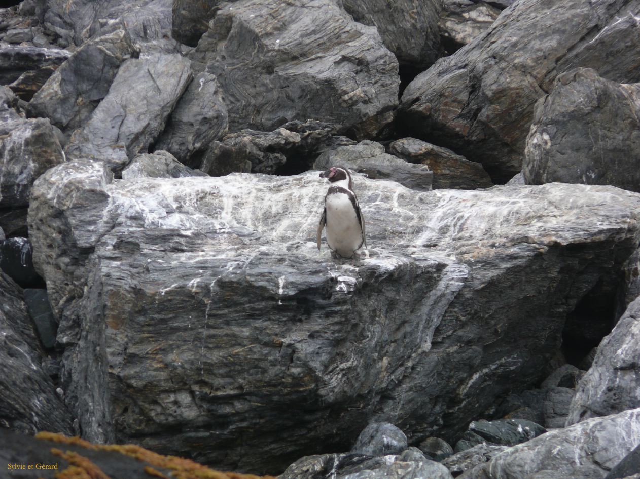 Chili La Serena Réserve Nationale de Humbolt manchots de Humbolt  005