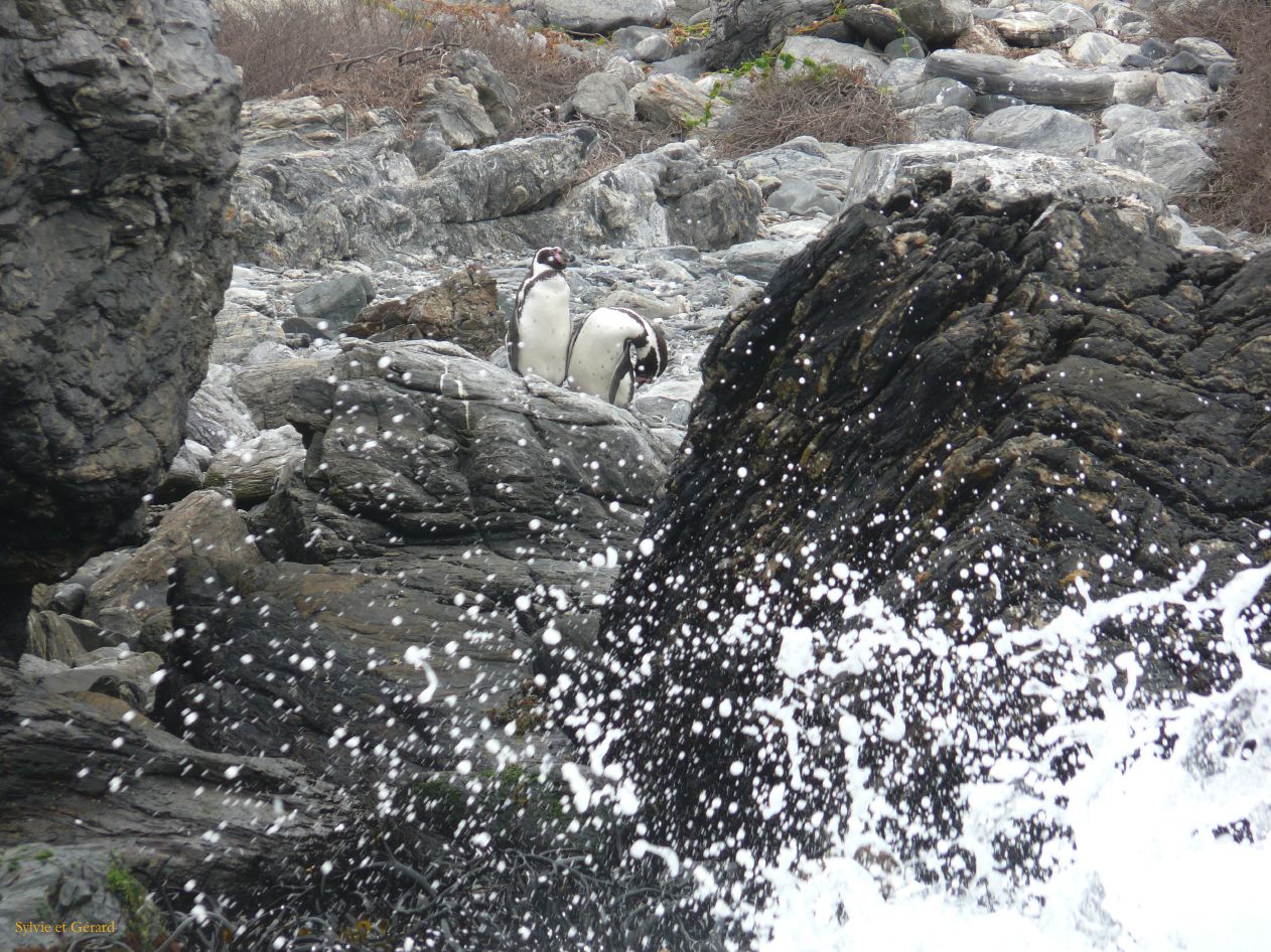 Chili La Serena Réserve Nationale de Humbolt manchots de Humbolt  006