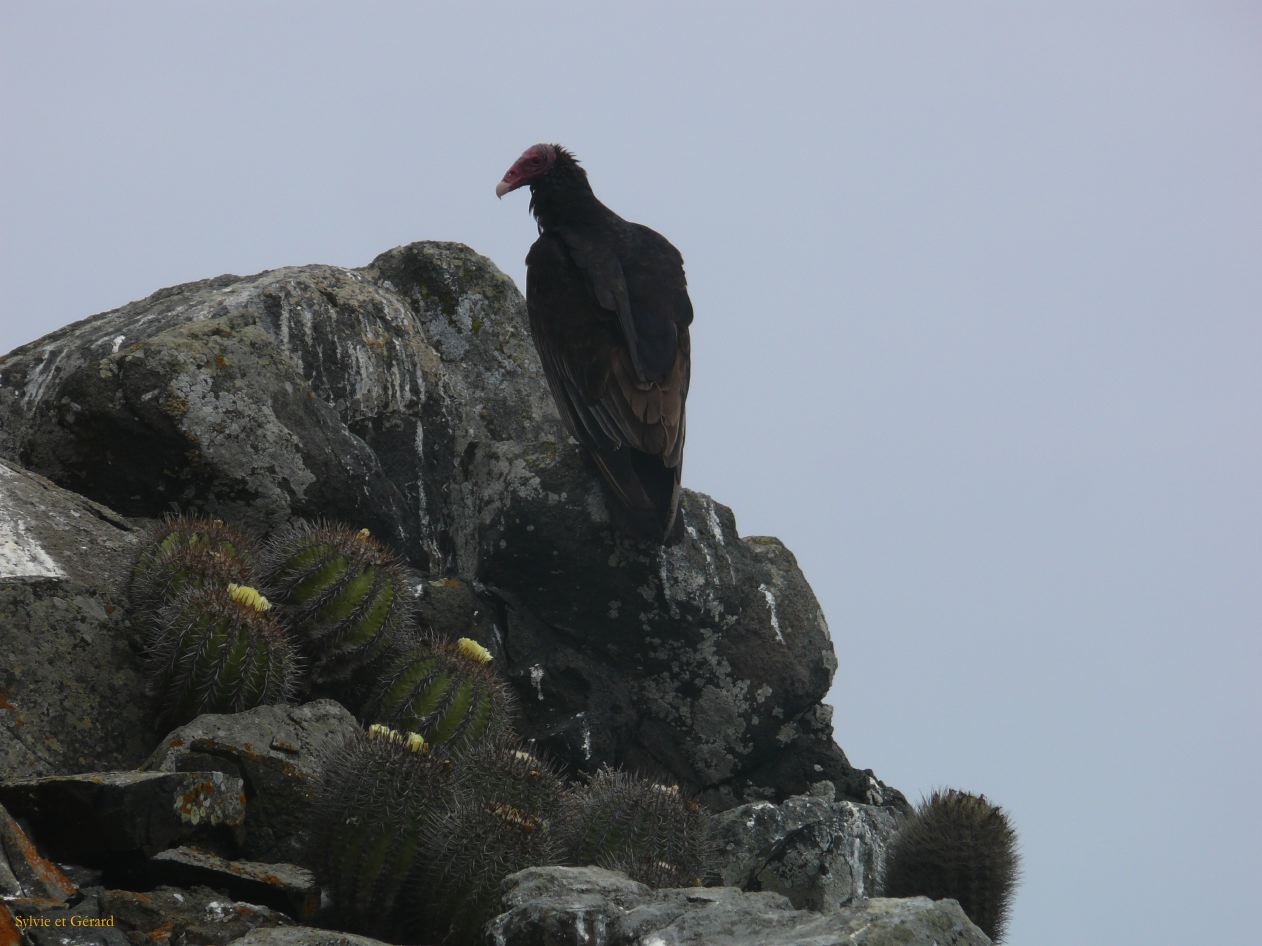 Chili La Serena Réserve Nationale de Humbolt urubus à tête rouge  001