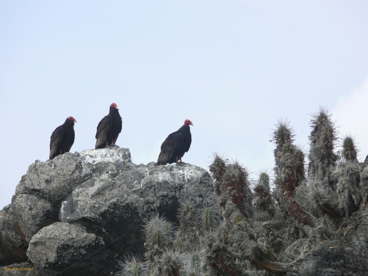 Chili La Serena Réserve Nationale de Humbolt urubus à tête rouge  002