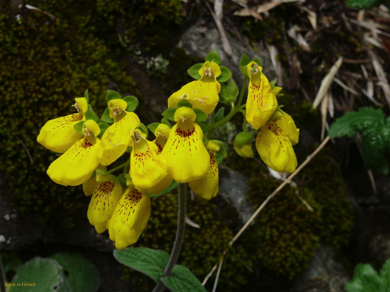 Chili Pucon Parc Huerquehue  104