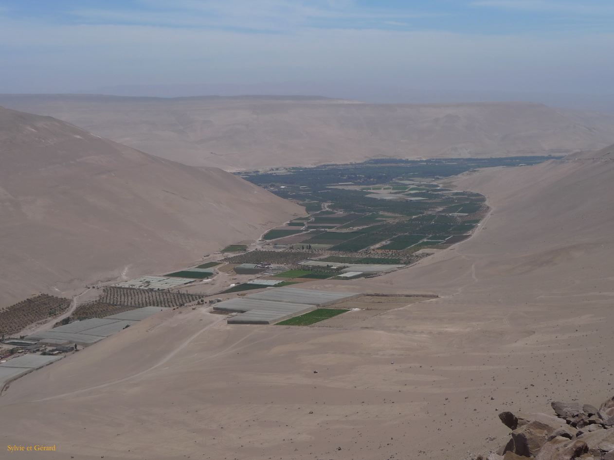 Chili Arica la vallée de Azapa  101