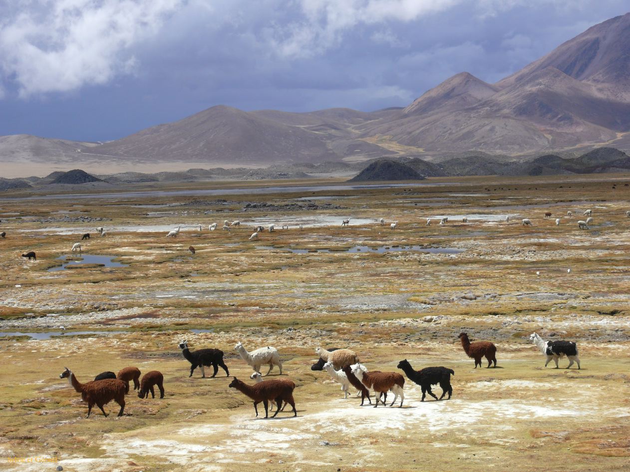 Chili Arica Parc Lauca  122