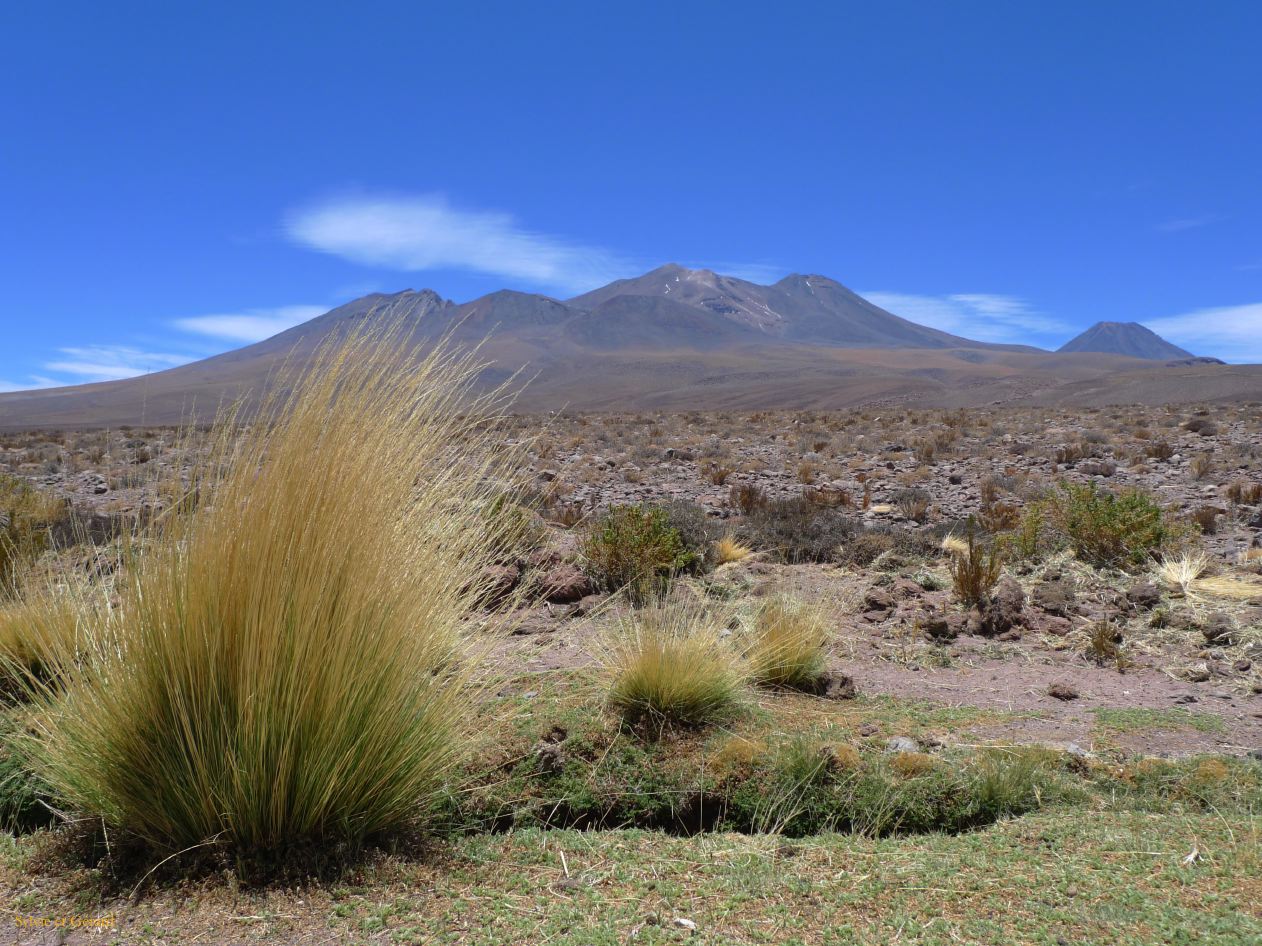 Chili Atacama San Pedro La Laguna Miscanti  100