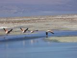 Chili Atacama San Pedro Laguna Chaxa Reserve Nationale les Flamants  108