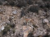 Chili Arica la vallée du Rio Lluta Putre guanaco  106