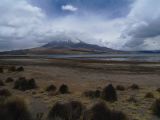 Chili Arica Parc Lauca  116