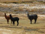 Chili Arica Parc Lauca  119