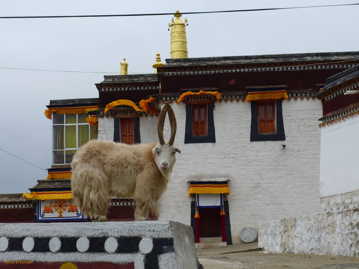 03 27 Xiahe les Prairies de Ganjia le gompa Trakhar le comité d'accueil 
