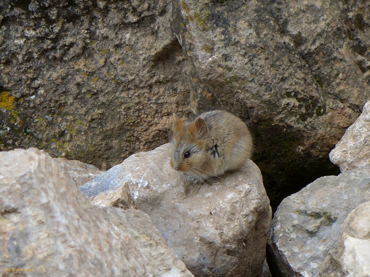 03 34 Xiahe les Prairies de Ganjia la grotte de Nekhang habitant du coin