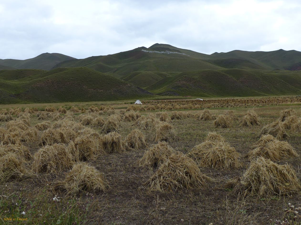 03 36 Xiahe les Prairies de Ganjia cultures autour du village de Bajiao 