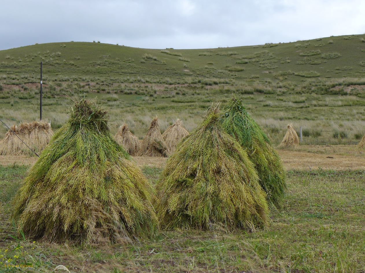 03 37 Xiahe les Prairies de Ganjia cultures autour du village de Bajiao 