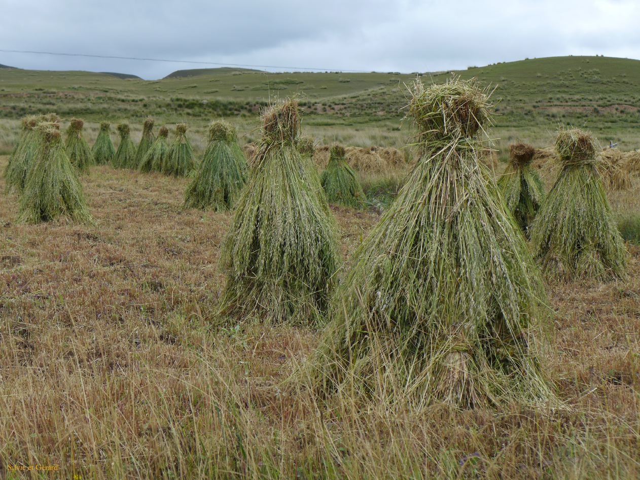 03 38 Xiahe les Prairies de Ganjia cultures autour du village de Bajiao 