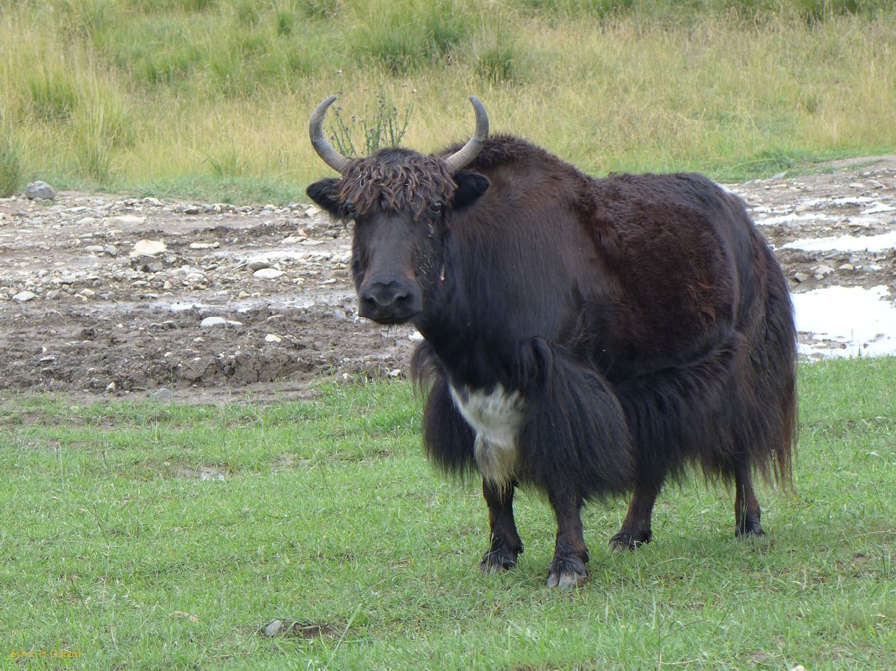 03 40 Xiahe les Prairies de Ganjia yaks et moutons 