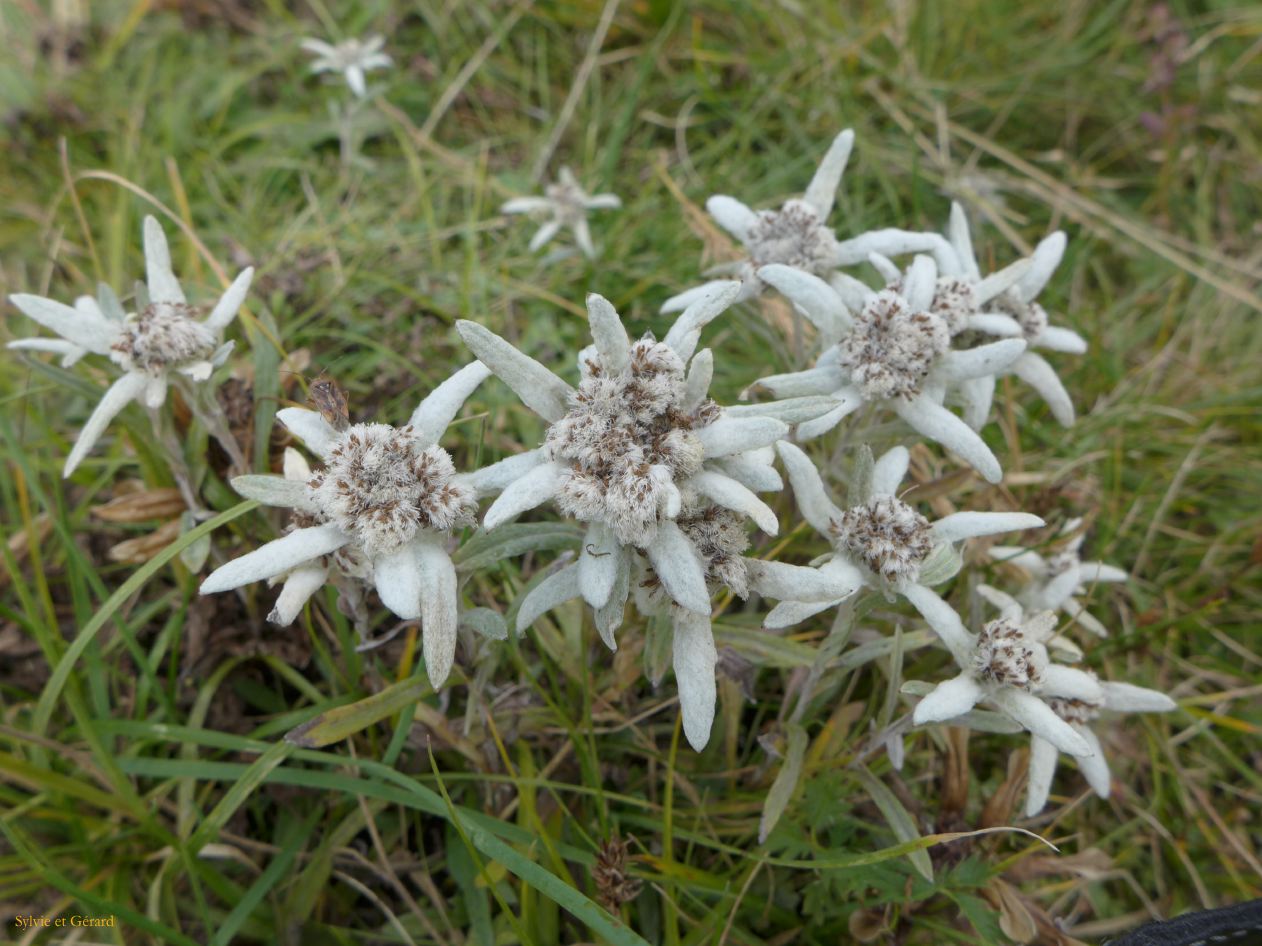 04 31 Langmusi bouquet d'edelweiss