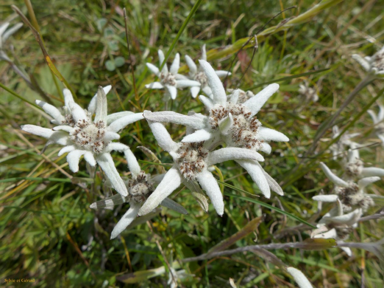 04 32 Langmusi edelweiss
