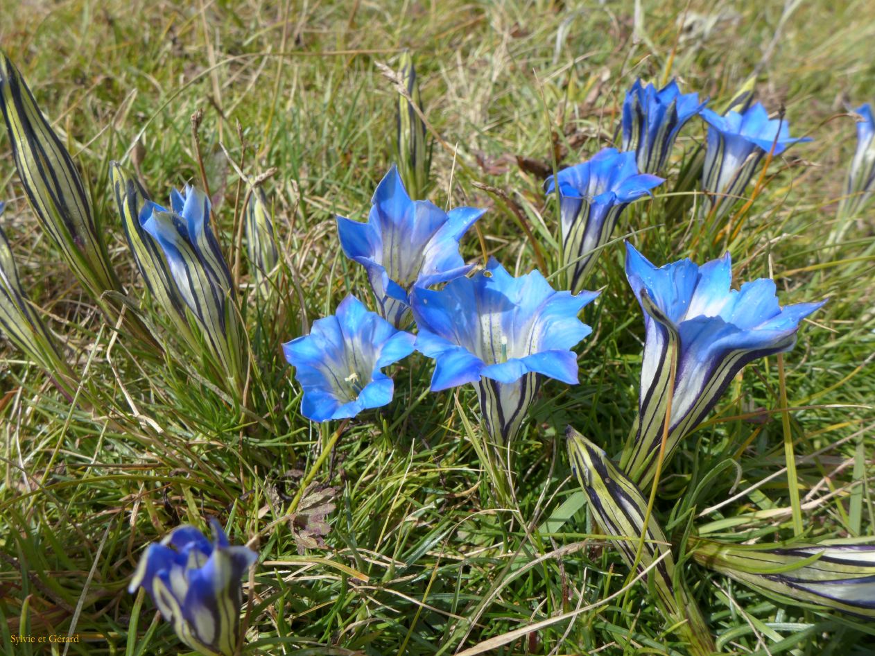 04 33 Langmusi gentianes bleues