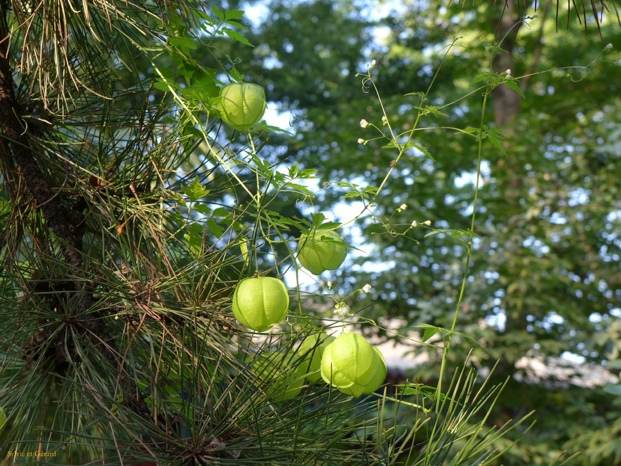 09    Pekin 13 au temple Fayuan 
