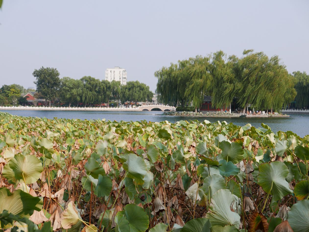 09    Pekin 16 Lac Beihai champs de lotus 